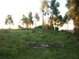 Venta de 30 hectáreas  de Campo en Alferez Maldonado